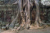 Ta Prohm temple - silk cotton trees rising over the ruins